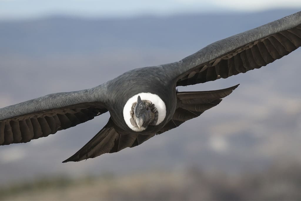 El Cóndor una de las 5 aves más grandes del Mundo