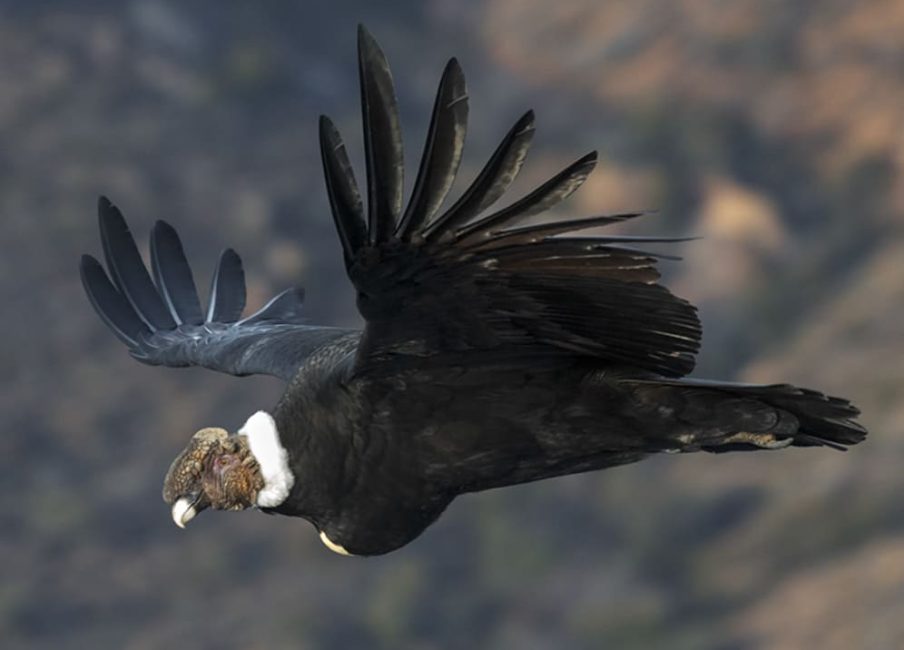 Cóndor una de las aves más grandes del mundo. Ave nacional de Chile, se puede encontrar en la Cordillera de los Andes o de la Costa en Chile. A veces puede ser avistada en la depresión intermedia.